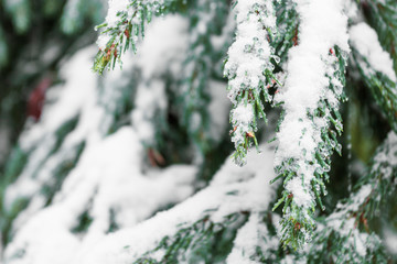 Fir branches in the snow.