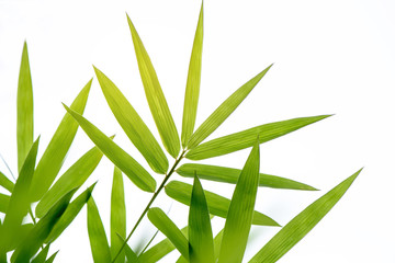 Fototapeta na wymiar Bamboo leaves isolated on a white background