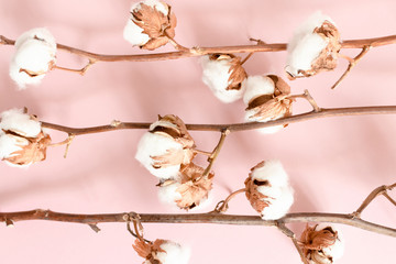 Cotton branches texture on pink background