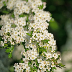 Blühender Weißdorn, Crataegus