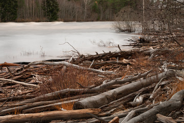 Driftwood by the river 