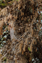 Pine tree, pine cones