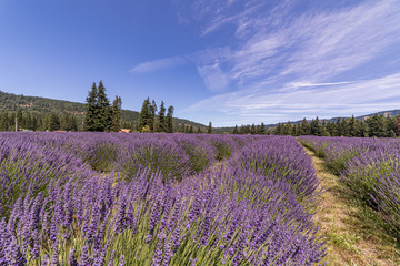 Obraz premium Scenic view at lavender field. Rows of violet lavender flower under blue sky, northwest Oregon.