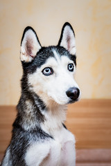 Obraz premium Portrait d'un chien husky, chien de traineau