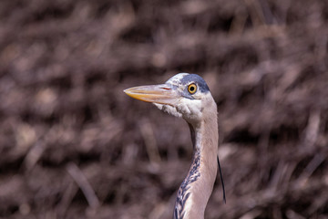 Up close view at a head of Blue heron against brown background