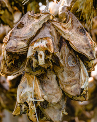 Cod stockfish drying on racks, Lofoten islands Norway