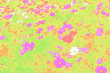 Fototapeta na wymiar Beautiful Garden Cosmos with multicolored abstract texture background.