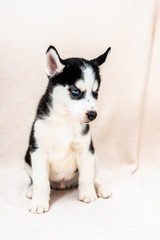 Portrait D Un Bebe Chiot Husky Canvas Print Canvas Prints Picsart