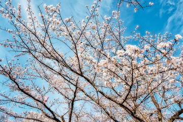  Beautiful Cherry Blossoms On Cloudy Day