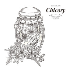 Chicory flowers and vintage jar isolated on white background. Medical gerbs collection. Vector illustration hand drawn. Sketch style.