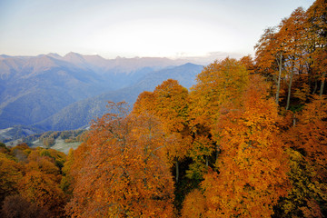 Autumn mountain forest landscape. Foggy sunrise. Travel postcard.