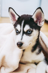 Bebe Chiot Husky Sur Fond Beige Chien De Traineau Wall Mural Wallpaper Murals Picsart