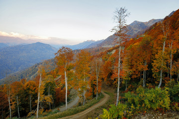 Autumn mountain forest landscape. Foggy sunrise. Travel postcard.