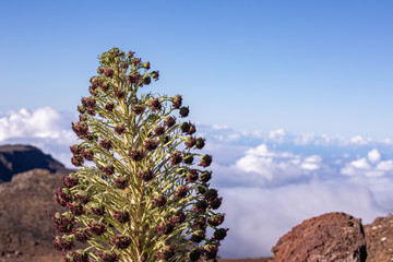 Up close photo pf a  blooming silversword flower against clouds in the background, Maui, Hawaii