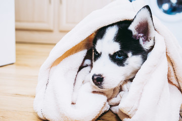 Bebe Chiot Husky Sur Fond Beige Chien De Traineau Wall Mural Wallpaper Murals Picsart