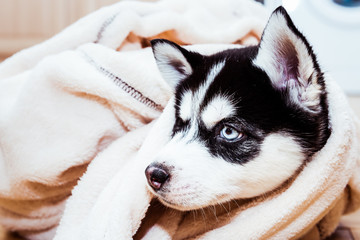 Bebe Chiot Husky Sur Fond Beige Chien De Traineau Wall Mural Wallpaper Murals Picsart