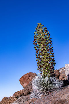 An adult blooming silversword flower against blue sky, Maui, Hawaii
