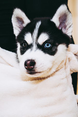 Portrait D Un Bebe Chiot Husky Wall Mural Wallpaper Murals Picsart