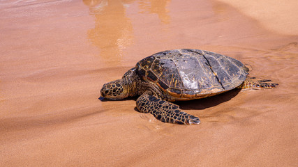 Up close photo of a green turtle on a Kamaole Beach III, Maui Hawaii. A young green turtle crawled on a beach full of people on a sunny day