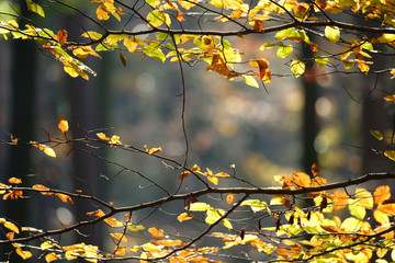 Close up long small beech branches with green yellow orange leaves with golden colourful morning bokeh, autumn mixed conifer forest background and shadow.