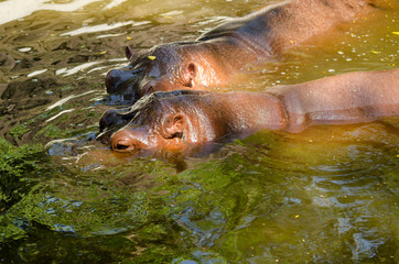 2 hippopotamuses are happily playing in the water.