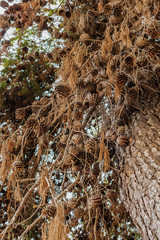 Pine tree, pine cones