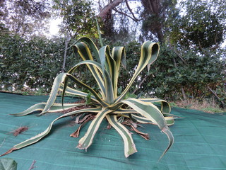 Agavaceae