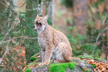  Yawning lynx