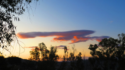 Fototapeta premium Morning cloud and eucalyptus trees in rural Andalusia