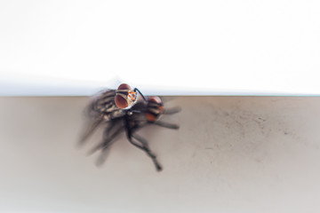 insect fly couple on white background