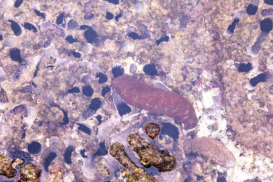 Up close shot of a sea cucumber in a shallow tide pool surrounded by a many small black sea urchins at Oneuli beach, Maui, Hawaii