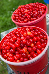 Two red buckets full of red sour cherries at a u-pick farm, Oregon