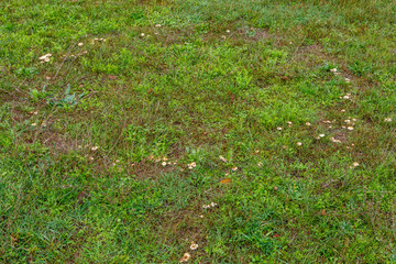 Corro de brujas en la pradera de la seta comestible llamada Senderuela. Marasmius oreades.