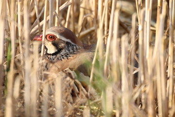 oeil de perdrix