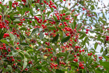 View at a sour cherry tree. Many red ripe cherries hanging on a branches