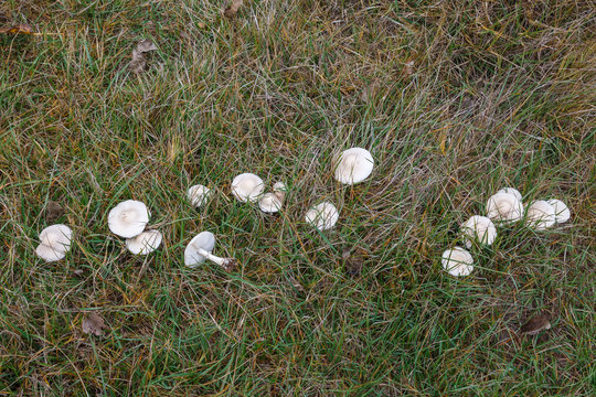 Lepiotas blancas o p&uacute;dicas en la pradera. Leucoagaricus leucothites.