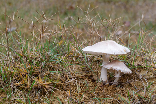 Leucoagaricus leucothites. Lepiotas blancas o p&uacute;dicas en la pradera.