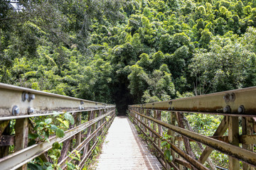 A bridge with metal rails and a wooden floor over a creek leading to a bamboo forest, Pipiwai trail, Haleakala National Park, Maui, Hawaii
