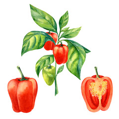 Watercolor painting of peppers  isolated on white background