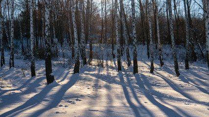 View of beautiful winter birch wood at sunset time