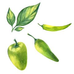 Watercolor painting of peppers  isolated on white background