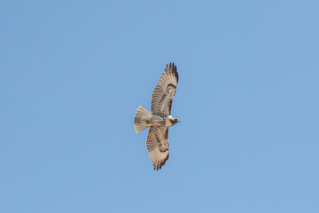 A closeup from below view of a red-tailed hawk against blue sky, Steens Mountains, south Oregon