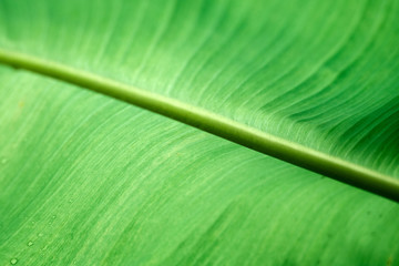 Close up of green banana leaves with blur nature background