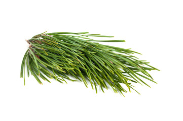 spruce branch isolated on white background