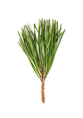 spruce branch,top view,  isolated on white background
