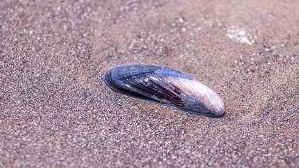 Macro shot of a a shell of a blue mussel in a sand on Cape Kiwanda beach.