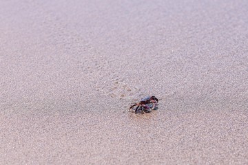 Up close photo of a little rock crab running on a sand beach , leaving traces behind