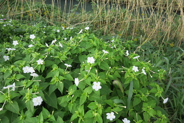 放水路土手に咲く白い白粉花