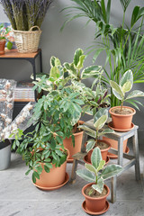 Stylish green plant in ceramic pots. Many different plants in flower pots in flowers store. Garden shop