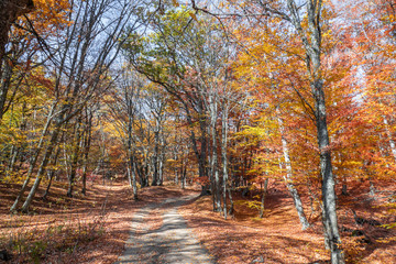 Park alley with multicolored trees and falling leaves in autumn sunlight 